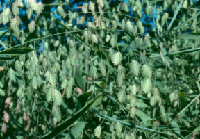 Oats